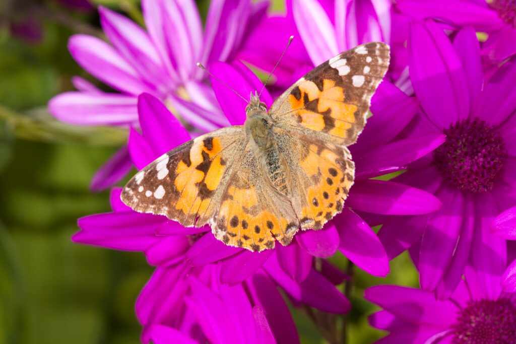 How a Group of Butterflies Managed to Fly 4,200 Kilometers Without Stopping